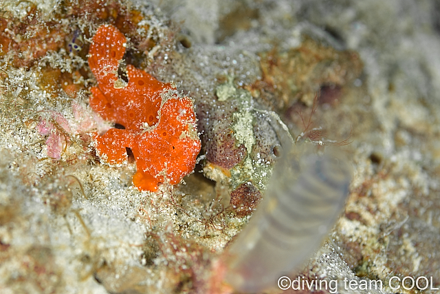 沖縄ダイビング カエルアンコウの幼魚