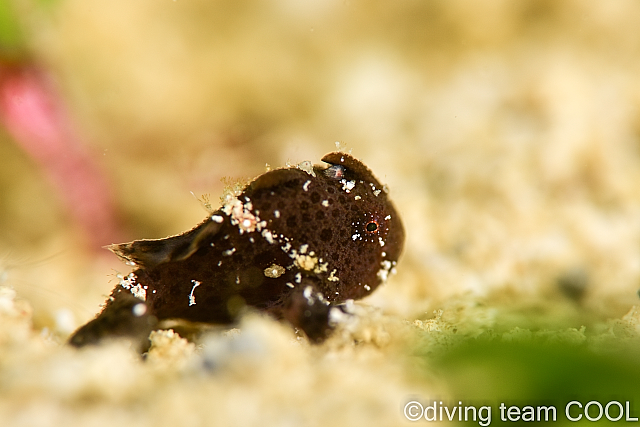 沖縄ダイビング カエルアンコウの幼魚