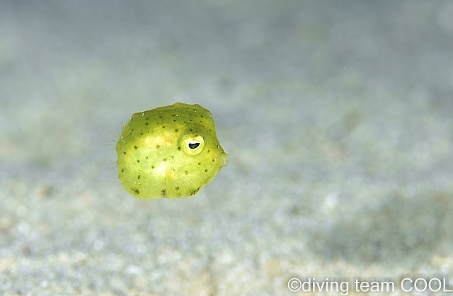 沖縄ダイビング コンゴウフグの幼魚