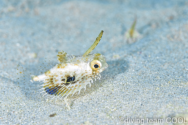 沖縄ダイビング セミホウボウの幼魚