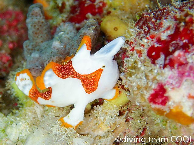 沖縄本島ダイビング　クマドリカエルアンコウの幼魚