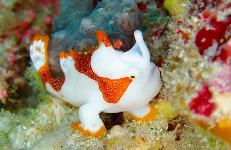 沖縄本島ダイビング　クマドリカエルアンコウの幼魚