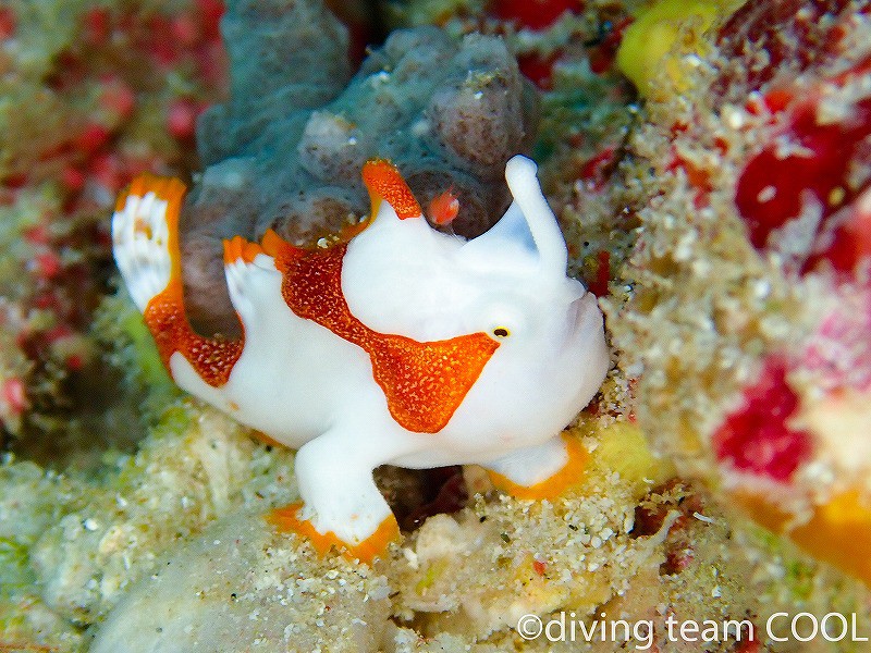 沖縄本島ダイビング　クマドリカエルアンコウの幼魚