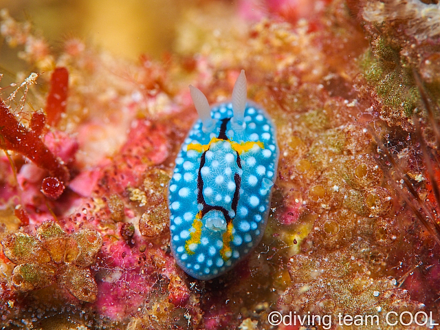 沖縄ダイビング シモフリカメサンウミウシ