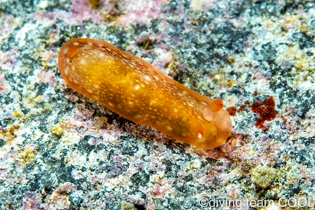 沖縄ダイビング クロシタナシウミウシ属の一種３