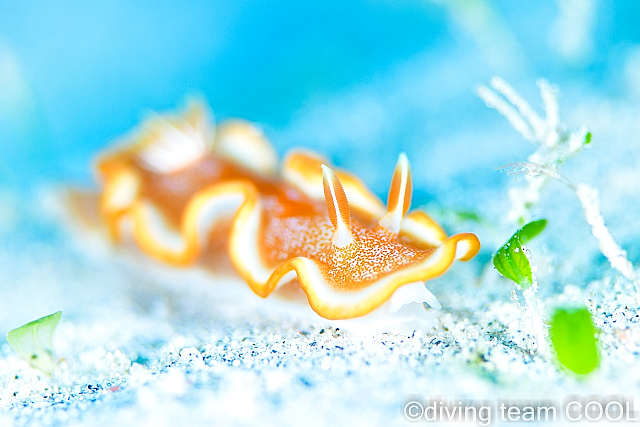 沖縄ダイビング キャラメルウミウシ