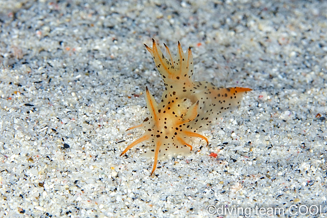 沖縄ダイビング フジタウミウシ属の仲間