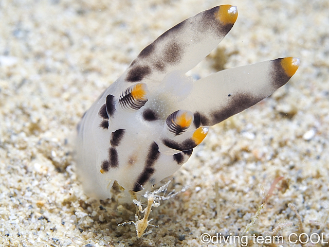 沖縄ダイビング ツノザヤウミウシ