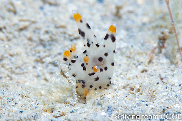 沖縄ダイビング ツノザヤウミウシ