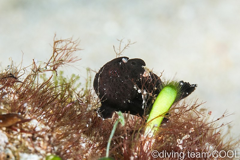 沖縄ダイビング カエルアンコウの幼魚（黒）