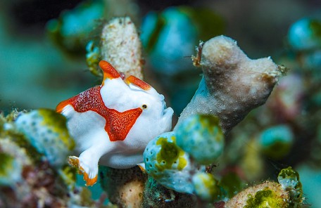 沖縄ダイビング クマドリカエルアンコウの幼魚