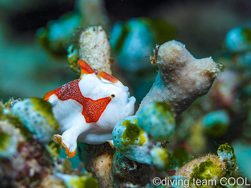 沖縄ダイビング クマドリカエルアンコウの幼魚