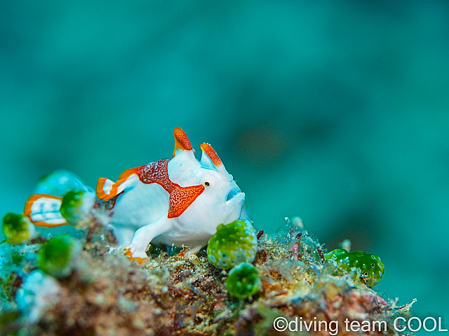 沖縄ダイビング クマドリカエルアンコウの幼魚