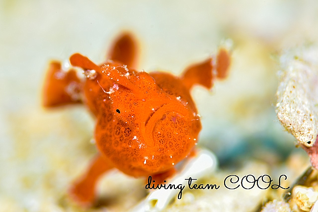 沖縄ダイビング オオモンカエルアンコウ幼魚