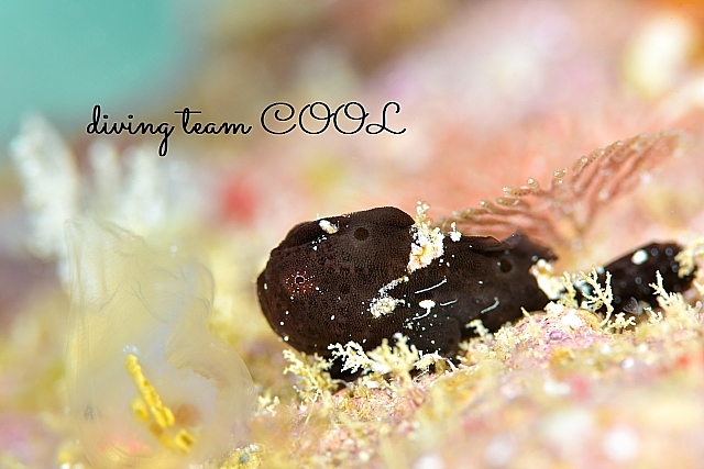 沖縄ダイビング カエルアンコウの幼魚