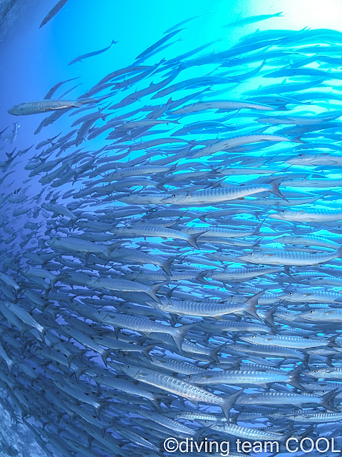 インドネシア　マラトゥア島　ブラックフィンバラクーダ