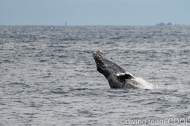 沖縄ダイビング ザトウクジラ