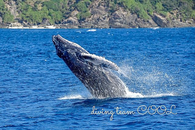 沖縄ダイビング ザトウクジラ