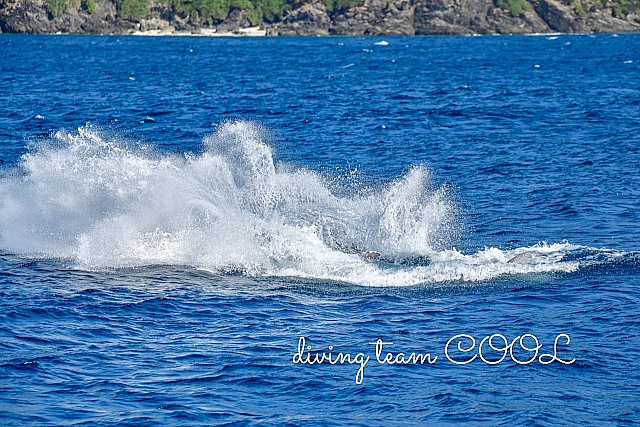 沖縄ダイビング ザトウクジラ