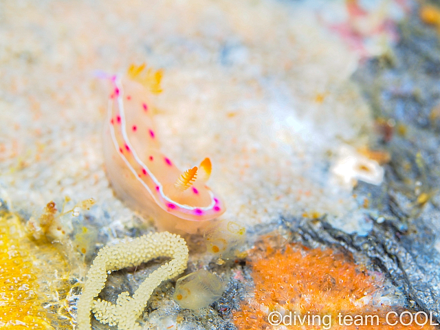 沖縄ダイビング ミカドウミウシの幼体