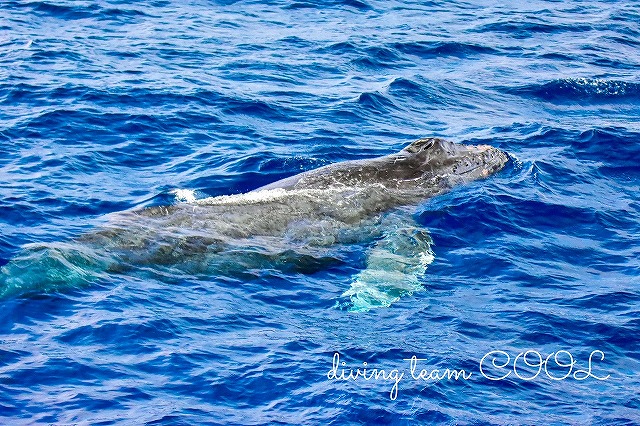 沖縄本島　ザトウクジラ