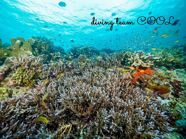 インドネシア　デラワン　珊瑚礁