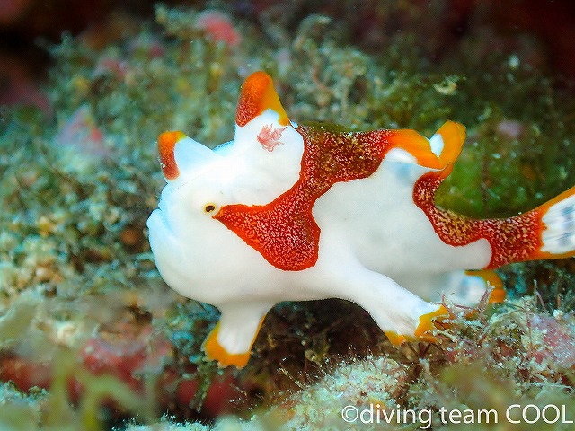 沖縄万座ダイビング　クマドリカエルアンコウ