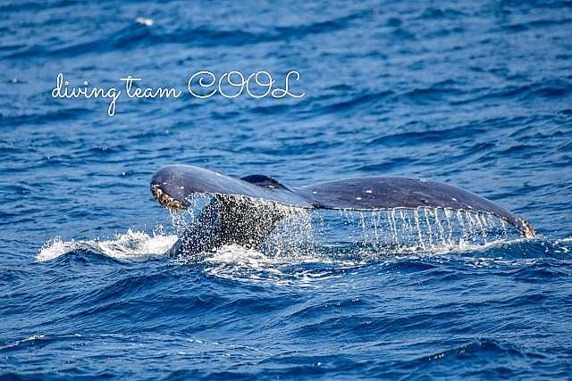 沖縄クール ザトウクジラ