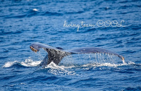 沖縄クール ザトウクジラ