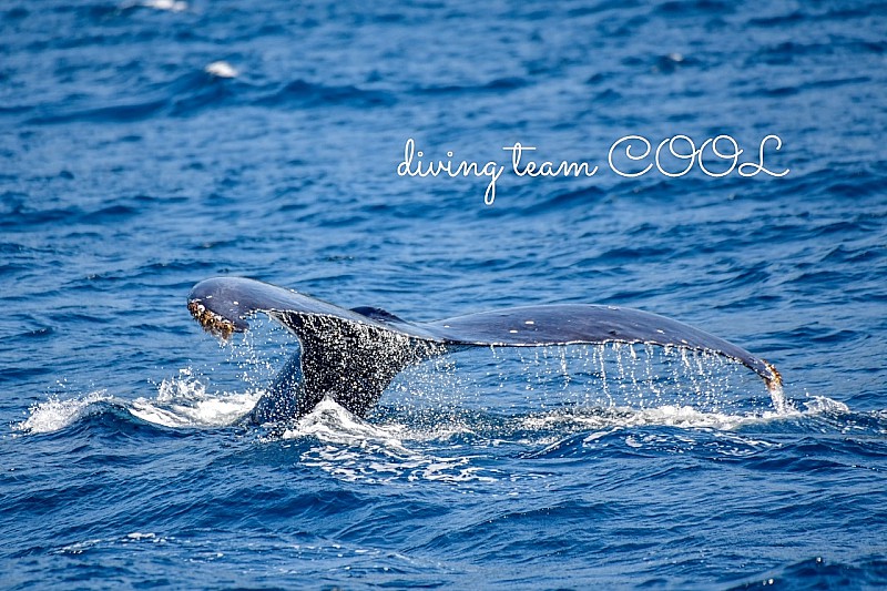 沖縄クール ザトウクジラ