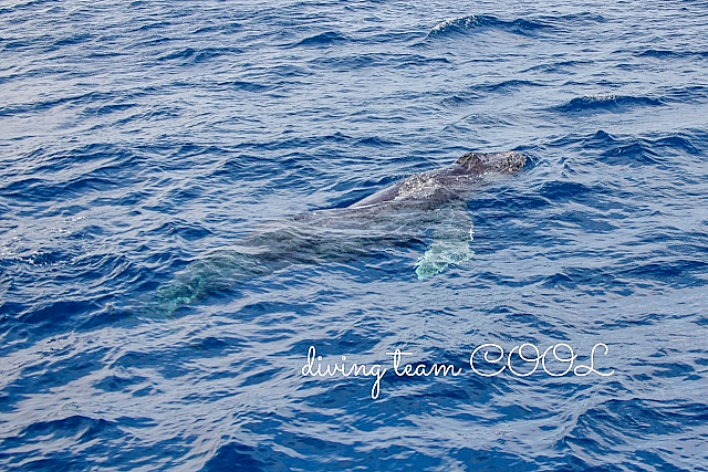 沖縄クール ザトウクジラ