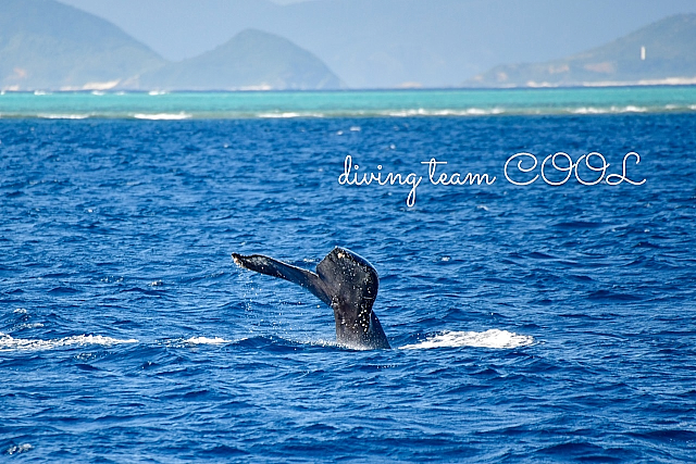 沖縄クール ザトウクジラ