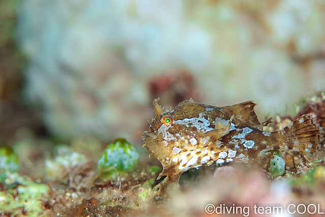 沖縄ダイビング ハナオコゼの幼魚