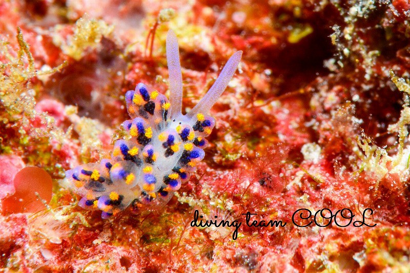 慶良間諸島ウミウシダイビング　ハナビモウミウシ