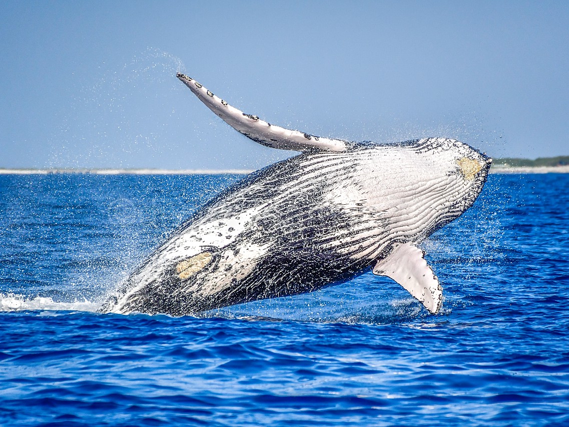 沖縄 ザトウクジラ