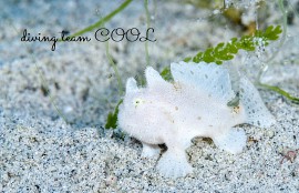 沖縄 カエルアンコウの幼魚（白）