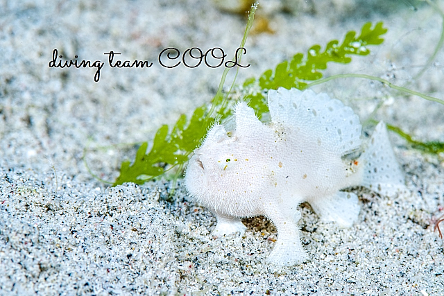 沖縄 カエルアンコウの幼魚（白）