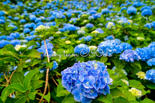 沖縄 紫陽花