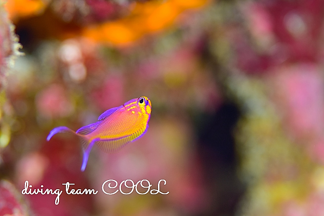 沖縄 ハナゴンベの幼魚