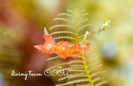 沖縄 カーネーションウミウシ