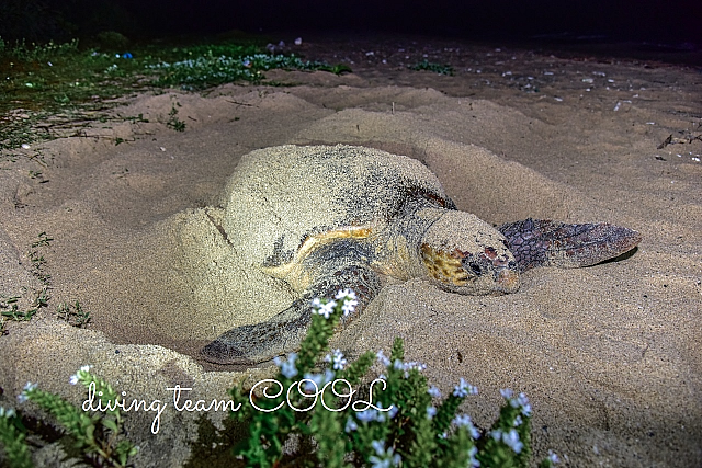 沖縄 ウミガメの産卵