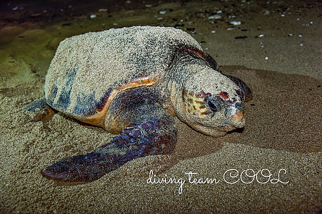 沖縄 ウミガメの産卵