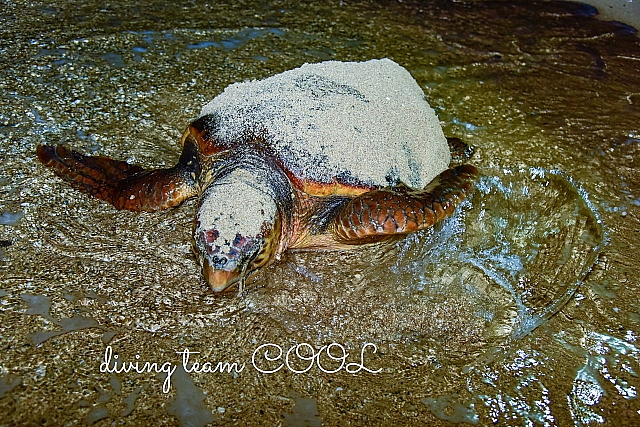 沖縄 ウミガメの産卵