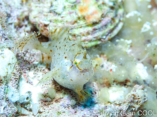 沖縄 ハナオコゼの幼魚