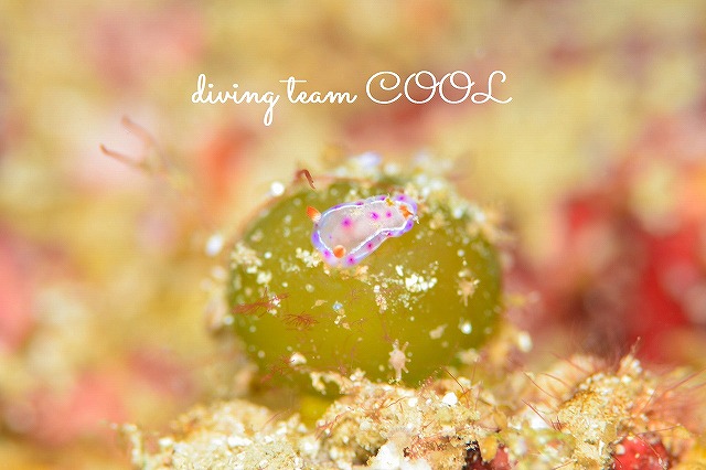沖縄ダイビング　ミカドウミウシ幼体