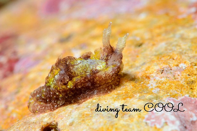 沖縄本島　ウミウシダイビング　ネコジタウミウシ