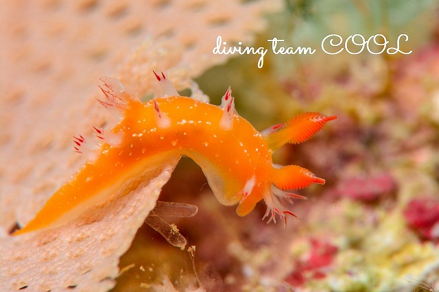 沖縄本島　ウミウシダイビング　ヒメエダウミウシ