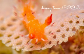 沖縄本島　ウミウシダイビング　ヒメエダウミウシ