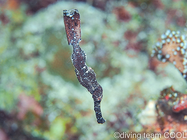 沖縄 カミソリウオ