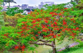 沖縄　ホウオウボク